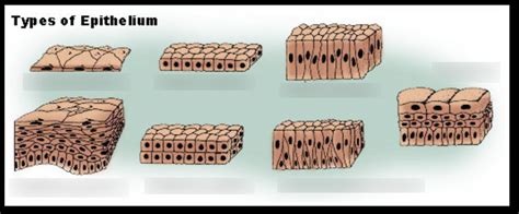 Epithelial Tissue Types Diagram | Quizlet