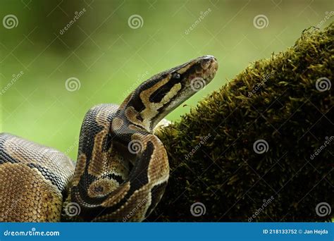 Image result for Green Ball Python