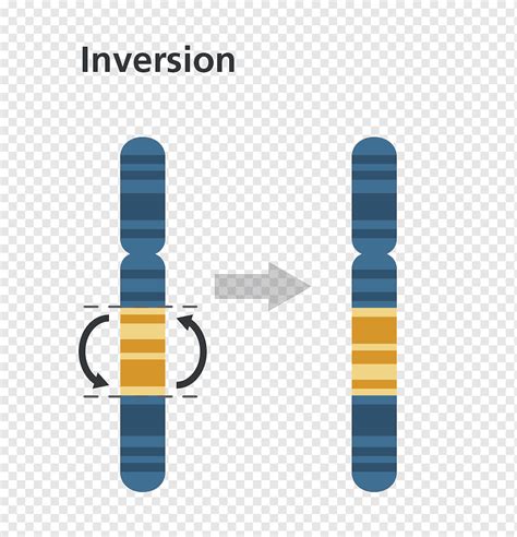 Image result for Inversion Chromosomal Mutation
