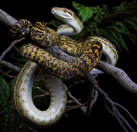 Australian Scrub Python に対する画像結果