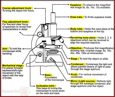 Afbeeldingsresultaten voor Compound Light Microscope Draw Tube