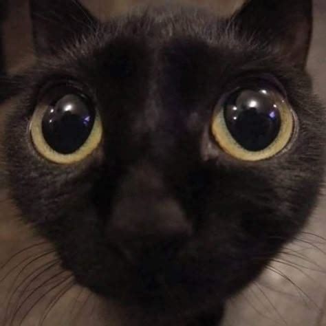 Image result for Black Cat PFP with Hat