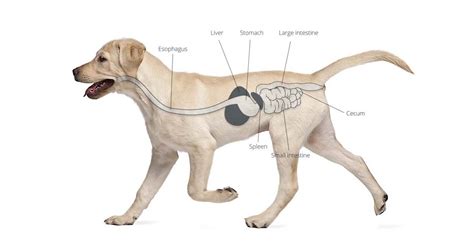 Image result for Alien Inside My Dog Stomach