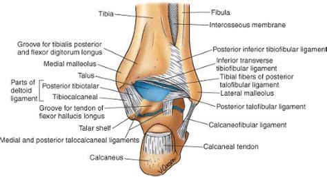 Subtalar Inversion に対する画像結果