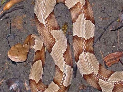 Image result for Copperhead Snake Pattern