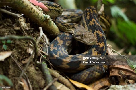 Australian Scrub Python に対する画像結果