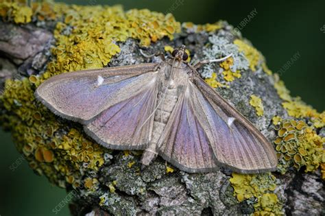 Image result for University Extension Box Tree Moth