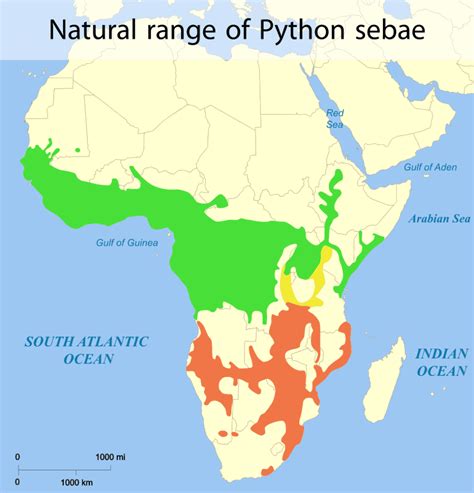 Image result for African Python Species Identification