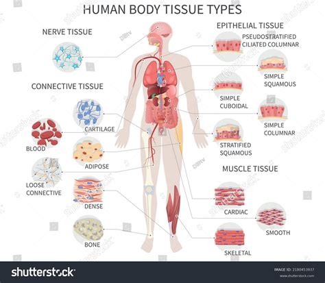 Image result for Human Tissue Types