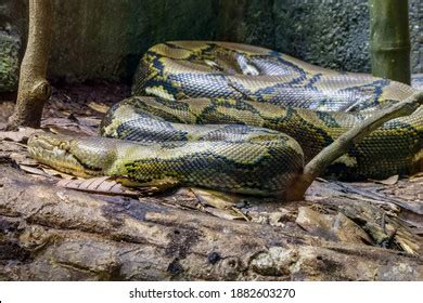 Image result for Largest Reticulated Python