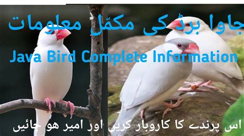 Image result for White Java Finch Bird