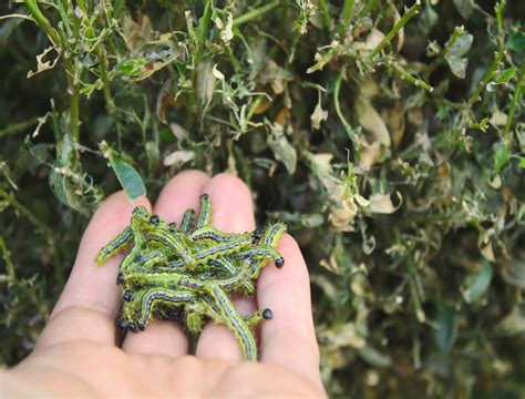 Image result for University Extension Box Tree Moth