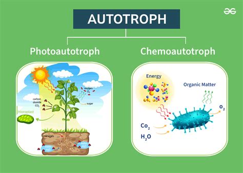 Image result for Homotrophic Examples