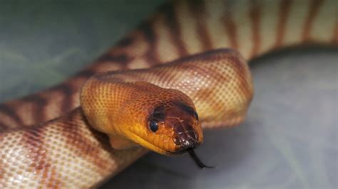 Image result for Woma Python Desert