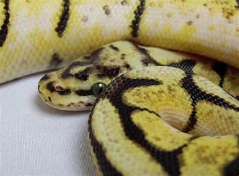 Image result for Bee Ball Python
