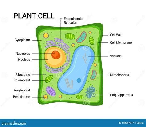 Vector Illustration of the Plant Cell Anatomy Structure. Infographic ...
