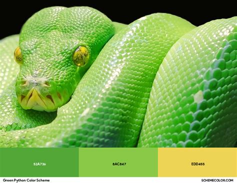 Image result for Python Green Amber Red Color Scheme