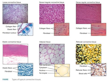 Image result for Tissue Types