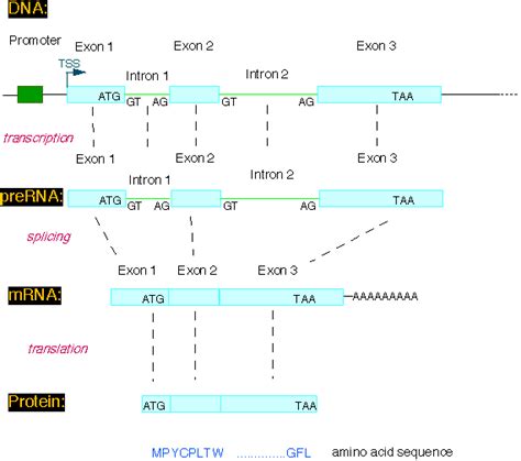 Image result for Python Plot Gene Structure