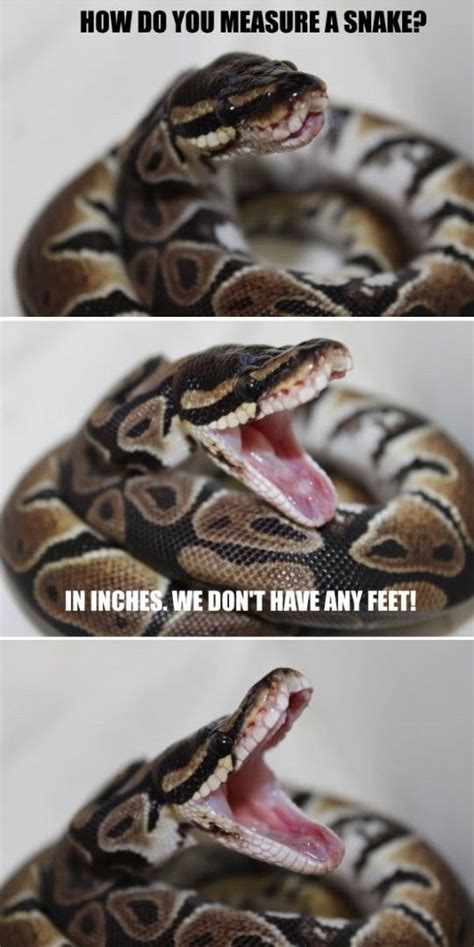 Funny Python Eating Something Memes-এর ছবি ফলাফল