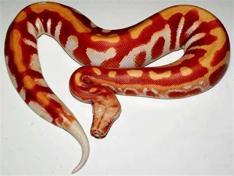 Image result for Red Blood Ball Python