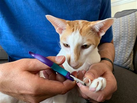 Image result for Funny Picture of a Python Engineer