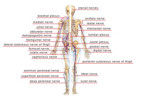 Image result for Peripheral Nerve Anatomy