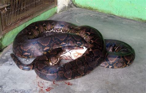 Image result for Big Man vs Reticulated Python