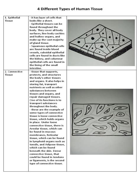 Image result for Human Tissue Types