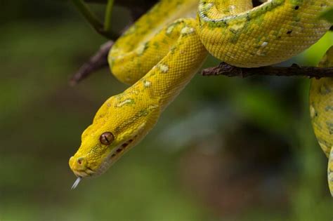 Image result for Green Yellow and Red Python