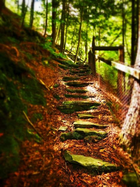Image result for Stone Steps in Forest iStock
