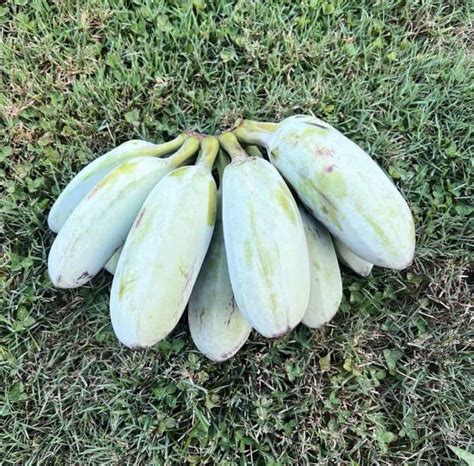 Image result for Blue Java Banana Peel