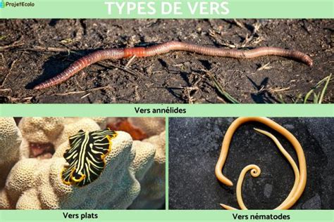 Types De Vers に対する画像結果