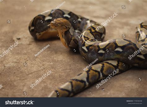 Image result for Python Snake Eating