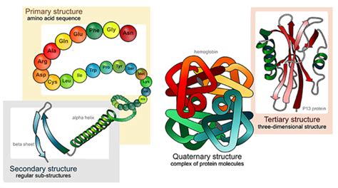 Primary Protein Structure に対する画像結果
