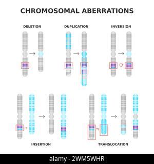 Toradh íomhá ar Inversion Chromosomal Mutation