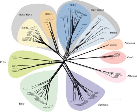 Image result for Language Tree Chart
