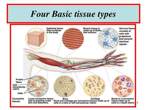 Image result for Tissue Types