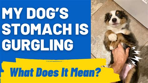 Toradh íomhá ar Alien Inside My Dog Stomach