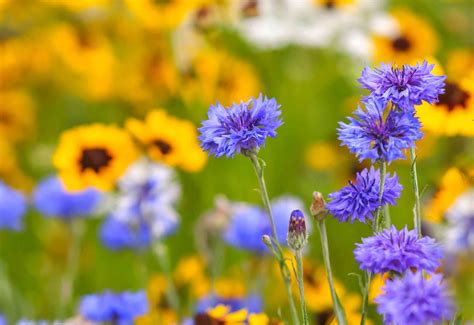 Image result for Cornflower Blue Color Chart
