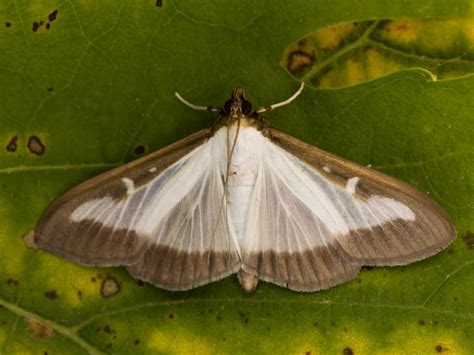 Image result for University Extension Box Tree Moth