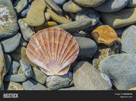 Image result for Shell Pecten Dual Screen Wallpaper