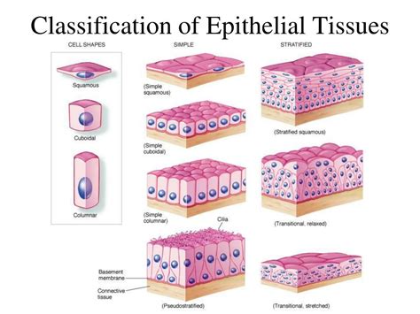 Epithelial Tissue Types に対する画像結果