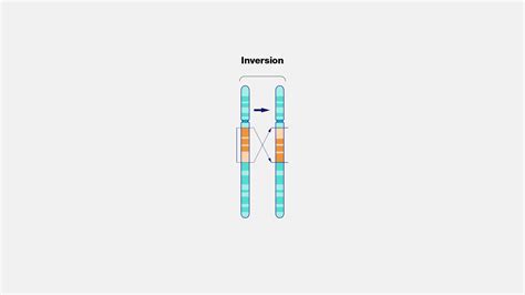 Toradh íomhá ar Inversion Loop Genetics