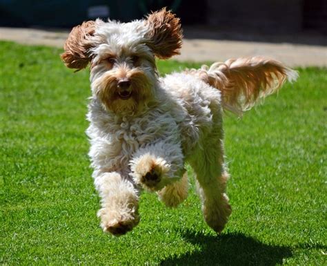 Afbeeldingsresultaten voor Cockapoo Adult Dogs