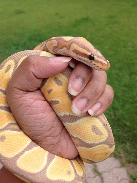 Image result for Ball Python