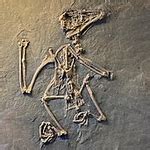 Image result for Australaves Examples