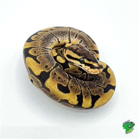 Image result for Woma Python X Ball Python