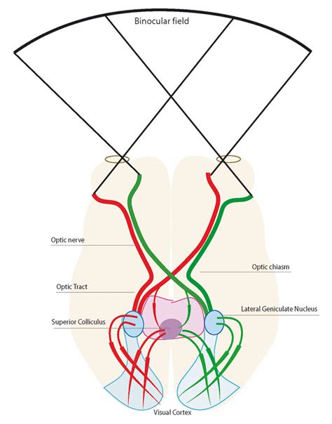Image result for Optic Chiasm Visual Field