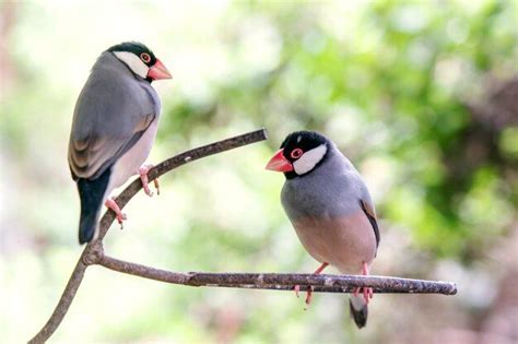 Image result for Java Finch Gender